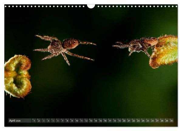 Produktbild: Wundersch&ouml;ne Spinnen (Wandkalender 2026 DIN A3 quer), CALVENDO Monatskalender