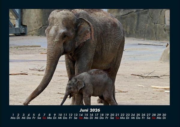 Produktbild: Der Elefantenkalender 2026 Fotokalender DIN A4