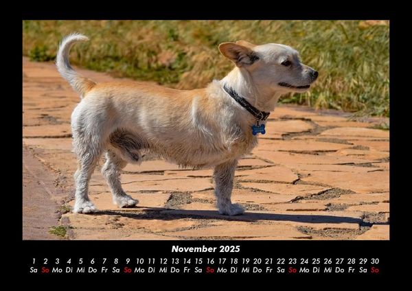 Produktbild: Hunde 2025 Fotokalender DIN A3
