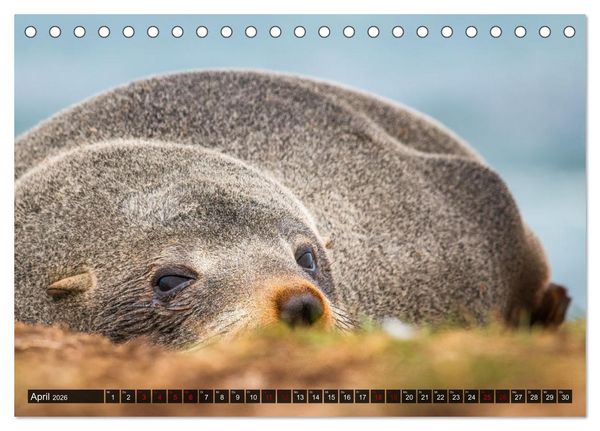 Produktbild: Wildtierkalender (Tischkalender 2026 DIN A5 quer), CALVENDO Monatskalender