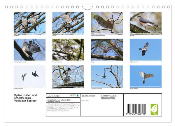 Produktbild: Spitze Krallen und scharfer Blick - Verhalten Sperber (Wandkalender 2026 DIN A4 quer), CALVENDO Monatskalender