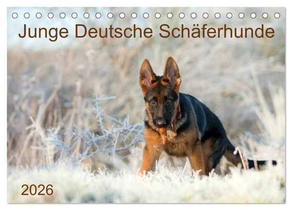 Junge Deutsche Schäferhunde (Tischkalender 2026 DIN A5 quer), CALVENDO Monatskalender