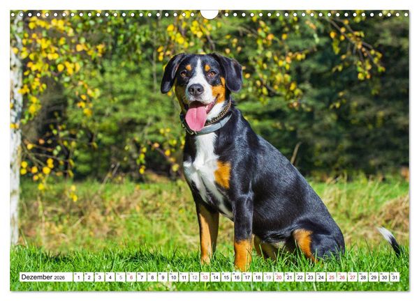 Produktbild: Schweizer Sennenhunde - die Hunde aus den Schweizer Alpen (Wandkalender 2026 DIN A3 quer), CALVENDO Monatskalender