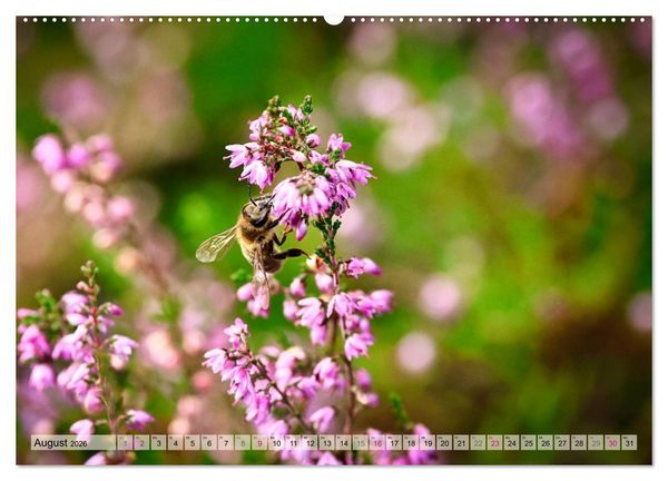 Produktbild: L&uuml;neburger S&uuml;dheide (hochwertiger Premium Wandkalender 2026 DIN A2 quer), Kunstdruck in Hochglanz