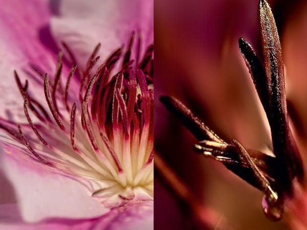 Produktbild: CALVENDO Puzzle Clematis Nelly Moser | 1000 Teile Lege-Gr&ouml;&szlig;e 64x48cm Foto-Puzzle f&uuml;r gl&uuml;ckliche Stunden
