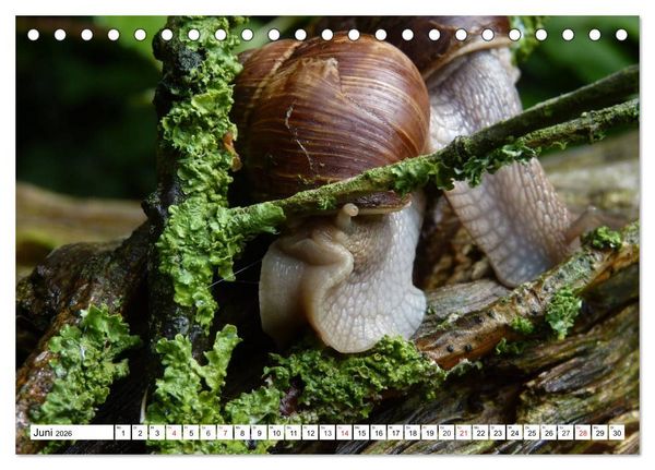 Produktbild: Meine Schnecken (Tischkalender 2026 DIN A5 quer), CALVENDO Monatskalender
