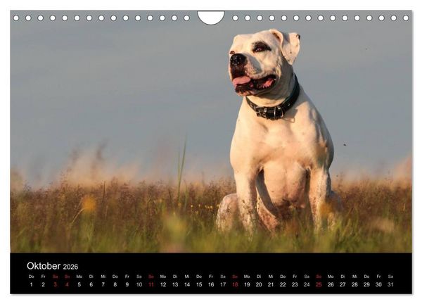 Produktbild: American Bulldog - stolz, loyal, einzigartig (Wandkalender 2026 DIN A4 quer), CALVENDO Monatskalender