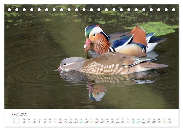 Produktbild: Mandarinenenten, die Liebe zur Natur (Tischkalender 2026 DIN A5 quer), CALVENDO Monatskalender