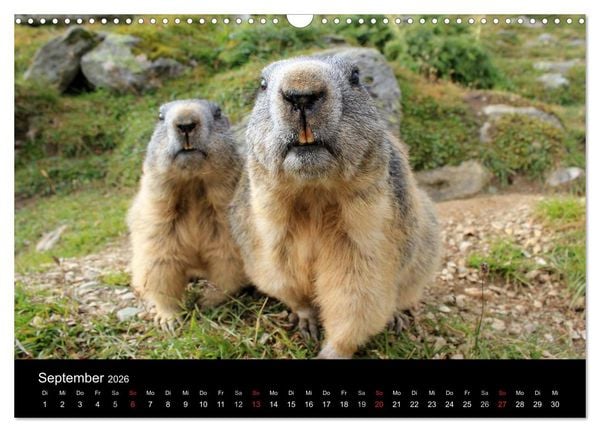Produktbild: Murmeltiere (Wandkalender 2026 DIN A3 quer), CALVENDO Monatskalender