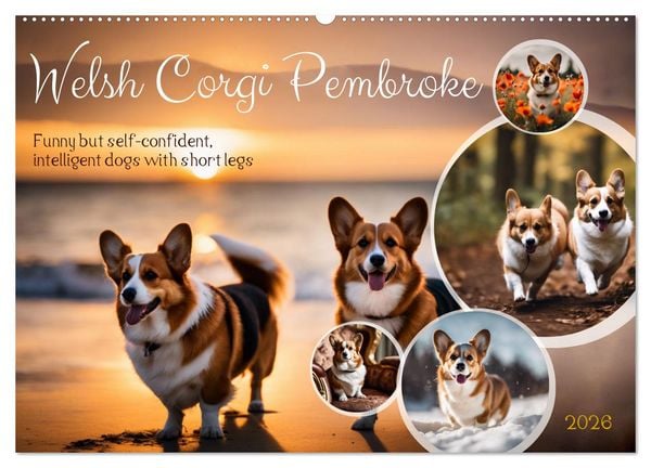 Welsh Corgi Pembroke (Wall Calendar 2026 DIN A2 landscape), CALVENDO 12 Month Wall Calendar