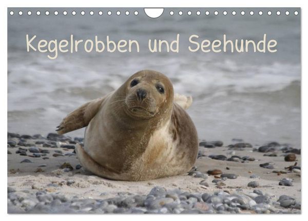 Produktbild: Kegelrobben und Seehunde (Wandkalender 2026 DIN A4 quer), CALVENDO Monatskalender