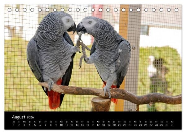 Produktbild: Graupapageien mit Herz (Tischkalender 2026 DIN A5 quer), CALVENDO Monatskalender