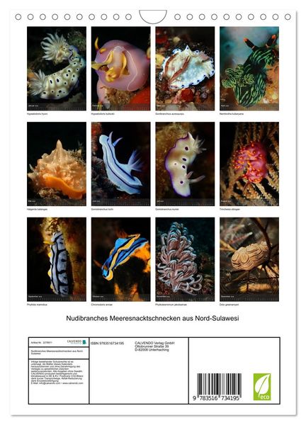 Produktbild: Nudibranches Meeresnacktschnecken aus Nord-Sulawesi (Wandkalender 2026 DIN A4 hoch), CALVENDO Monatskalender