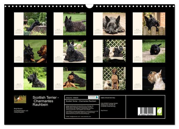 Produktbild: Scottish Terrier - Charmantes Rauhbein (Wandkalender 2026 DIN A3 quer), CALVENDO Monatskalender