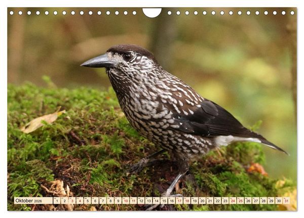 Produktbild: Heimische V&ouml;gel - Im Wald, im Garten und auf der Wiese (Wandkalender 2026 DIN A4 quer), CALVENDO Monatskalender