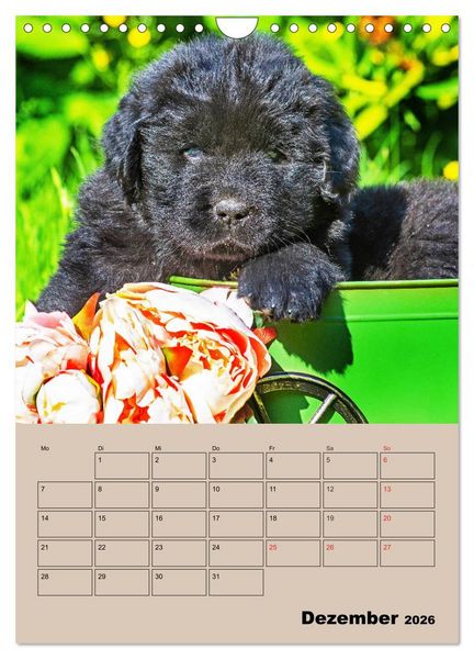 Produktbild: Familienplaner Neufundl&auml;nder Welpen (Wandkalender 2026 DIN A4 hoch), CALVENDO Monatskalender