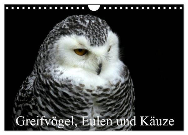 Produktbild: Greifv&ouml;gel, Eulen und K&auml;uze (Wandkalender 2026 DIN A4 quer), CALVENDO Monatskalender
