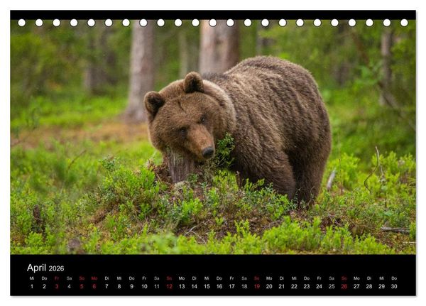 Produktbild: Naturwucht Skandinavien (Tischkalender 2026 DIN A5 quer), CALVENDO Monatskalender