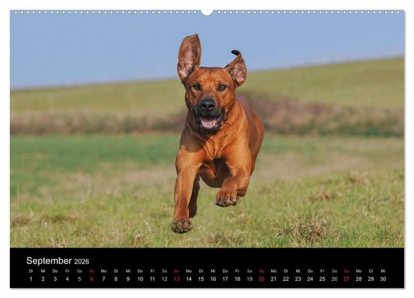 Produktbild: Rhodesian Ridgeback 2026 (hochwertiger Premium Wandkalender 2026 DIN A2 quer), Kunstdruck in Hochglanz
