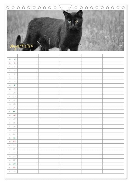 Produktbild: Miezekatzen Planungskalender (Wandkalender 2026 DIN A4 hoch), CALVENDO Monatskalender