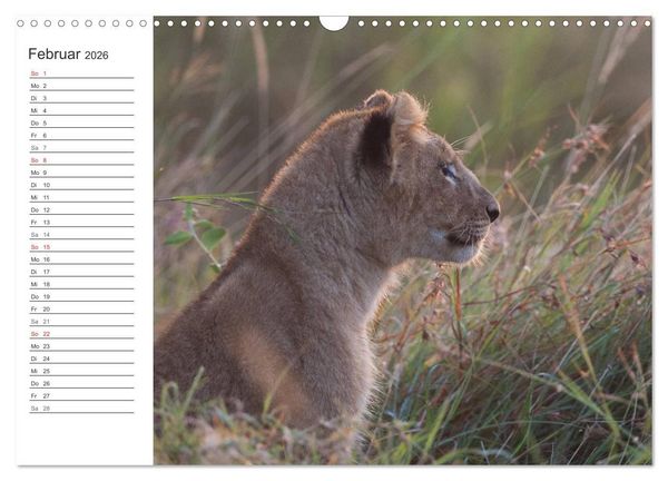 Produktbild: Emotionale Momente: L&ouml;wenbabys - so s&uuml;&szlig;. (Wandkalender 2026 DIN A3 quer), CALVENDO Monatskalender