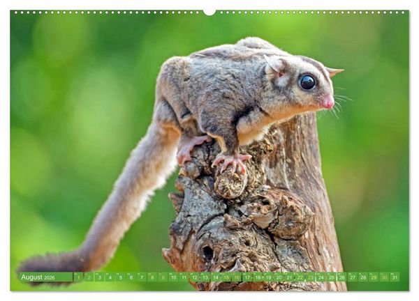 Produktbild: Leben im Dschungel: Der Regenwald ist ein Paradies f&uuml;r Tiere (hochwertiger Premium Wandkalender 2026 DIN A2 quer), Kunstdruck in Hochglanz