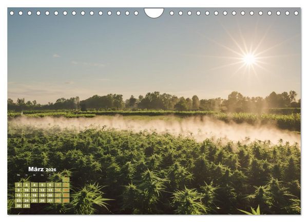 Produktbild: Wundersch&ouml;ne Cannabisfelder (Wandkalender 2026 DIN A4 quer), CALVENDO Monatskalender