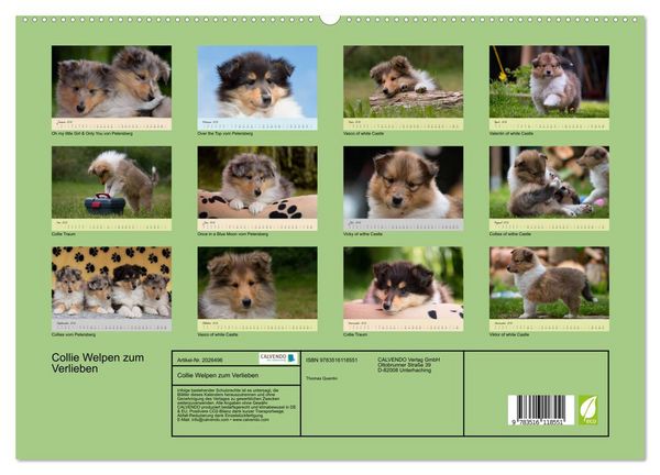 Produktbild: Collie Welpen zum Verlieben (hochwertiger Premium Wandkalender 2026 DIN A2 quer), Kunstdruck in Hochglanz