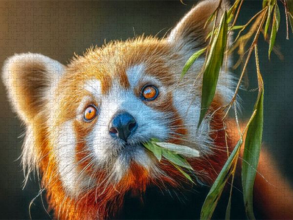 Produktbild: CALVENDO Puzzle Dies ist die Lieblingsspeise | 1000 Teile Lege-Gr&ouml;&szlig;e 64x48cm Foto-Puzzle f&uuml;r gl&uuml;ckliche Stunden