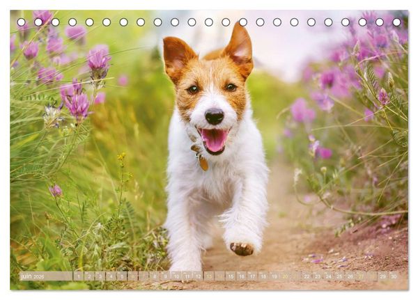 Produktbild: Jack Russell Terrier : vif et joueur (Calendrier de bureau 2026 DIN A5 vertical), CALVENDO calendrier mensuel