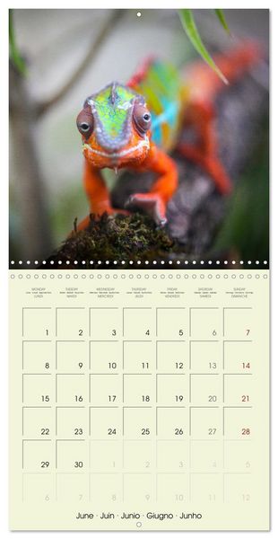 Produktbild: Les merveilles du monde les reptiles (Calendrier mural carr&eacute; 2026 30x30 cm) Calendrier double avec une page pour vos prises de notes