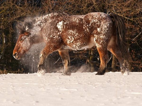 Produktbild: CALVENDO Puzzle Kaltbl&uuml;ter f&uuml;hlen sich auch im Schnee wohl | 1000 Teile Lege-Gr&ouml;&szlig;e 64x48cm Foto-Puzzle f&uuml;r gl&uuml;ckliche Stunden