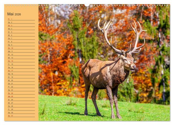 Produktbild: Wir sind die Stars im Wald (hochwertiger Premium Wandkalender 2026 DIN A2 quer), Kunstdruck in Hochglanz