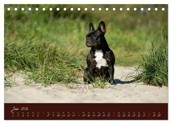 Produktbild: Franz&ouml;sische Bulldoggen (Tischkalender 2026 DIN A5 quer), CALVENDO Monatskalender