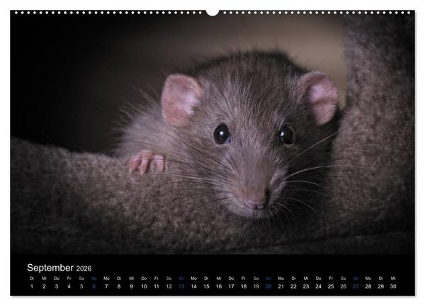 Produktbild: Ratten. Die gro&szlig;e Welt der kleinen Nager (Wandkalender 2026 DIN A2 quer), CALVENDO Monatskalender