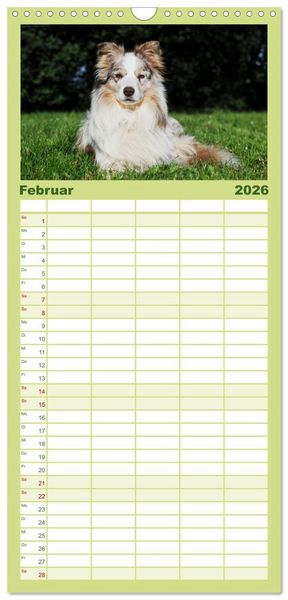 Produktbild: Familienplaner 2026 - Border Collie - Das Universalgenie unter den Hunden mit 5 Spalten (Wandkalender, 21 x 45 cm) CALVENDO