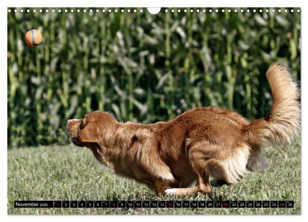 Produktbild: Nova Scotia Duck Tolling Retriever (Wandkalender 2026 DIN A3 quer), CALVENDO Monatskalender