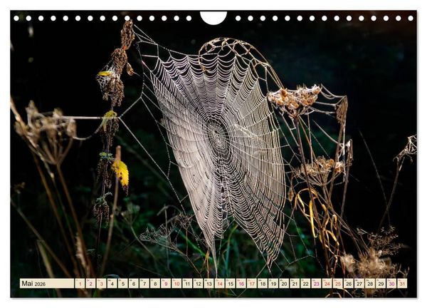 Produktbild: Spinnennetze - Wunder der Natur (Wandkalender 2026 DIN A4 quer), CALVENDO Monatskalender