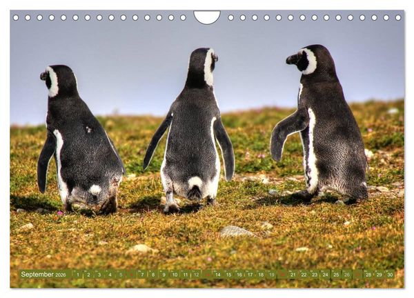 Produktbild: Wildes Patagonien - Abenteuer am Ende der Welt (Wandkalender 2026 DIN A4 quer), CALVENDO Monatskalender