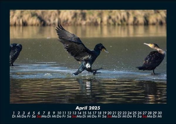 Produktbild: V&ouml;gel 2025 Fotokalender DIN A5