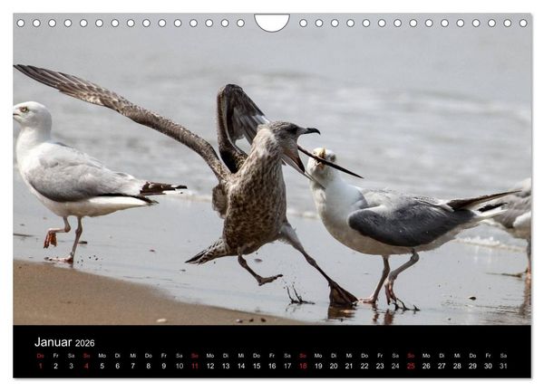 Produktbild: Spontane Fotografie - M&ouml;wen (Wandkalender 2026 DIN A4 quer), CALVENDO Monatskalender