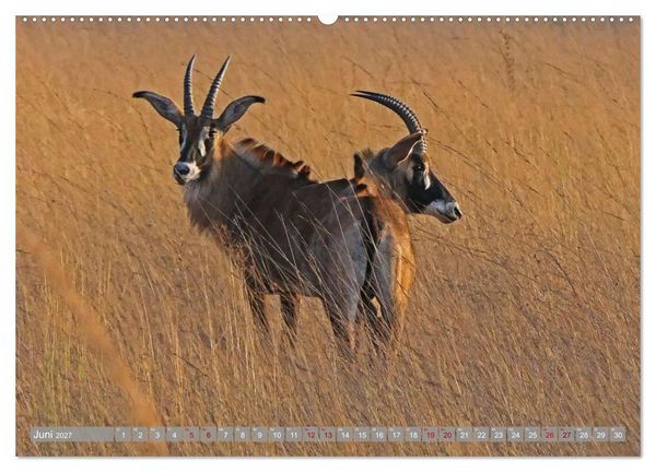 Produktbild: Unbekanntes Paradies Sambia (Wandkalender 2027 DIN A2 quer), CALVENDO Monatskalender
