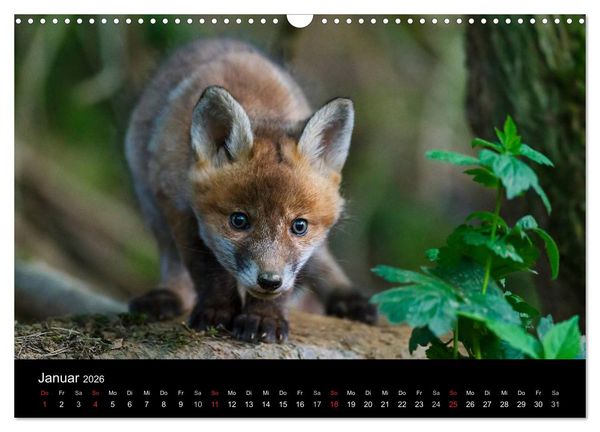 Produktbild: F&uuml;chse in freier Natur (Wandkalender 2026 DIN A3 quer), CALVENDO Monatskalender
