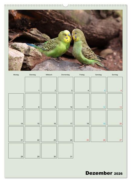 Produktbild: Wellensittiche Terminplaner (hochwertiger Premium Wandkalender 2026 DIN A2 hoch), Kunstdruck in Hochglanz