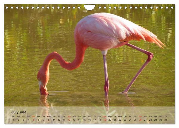 Produktbild: Flamingos Think pink (Wall Calendar 2026 DIN A4 landscape), CALVENDO 12 Month Wall Calendar