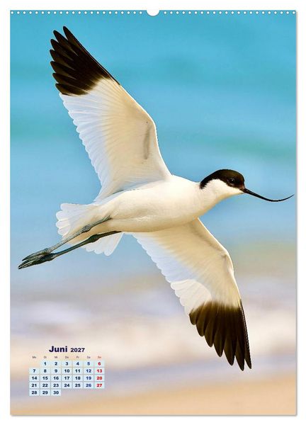 Produktbild: Seev&ouml;gel an der Nordsee (Wandkalender 2027 DIN A2 hoch), CALVENDO Monatskalender