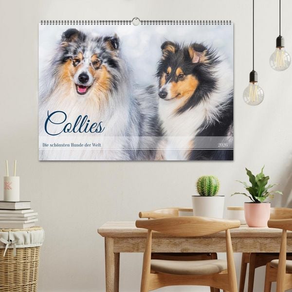 Produktbild: Collies - die sch&ouml;nsten Hunde der Welt (Wandkalender 2026 DIN A2 quer), CALVENDO Monatskalender
