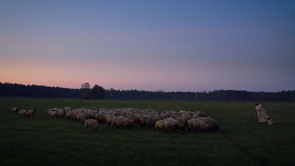 Produktbild: Im Land der W&ouml;lfe