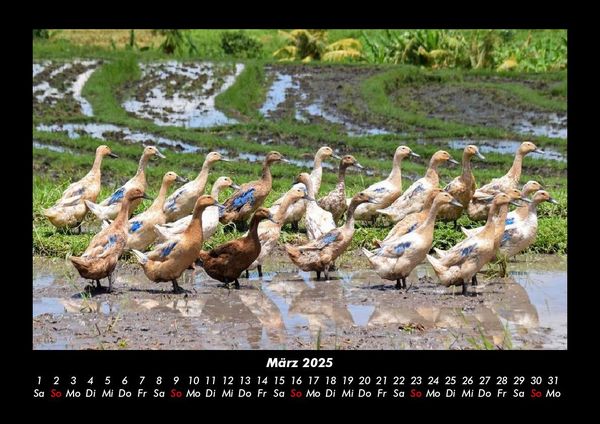 Produktbild: Enten 2025 Fotokalender DIN A3