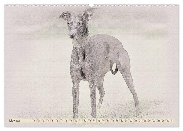 Produktbild: Whippets 2026 (High Quality Premium Wall Calendar 2026 DIN A2 landscape),CALVENDO 12 Month Wall Calendar